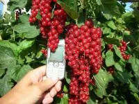 Саженцы смородины красной оптом