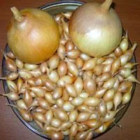Лук севок Геркулес