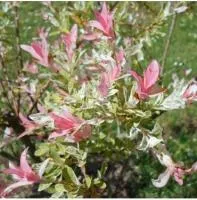 Ива цельнолистная Хакуро-Нишики (Salix integra Hakuro-nishiki)