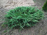 Можжевельник Glauca 1.2-1.5 м