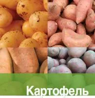 Агротехнические особенности орошения картофеля