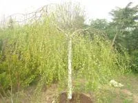 Береза повислая Юнги (Betula pendula Youngii)