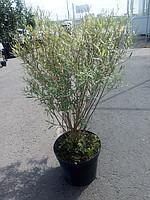 Ива пурпурная нана (Salix purpurea) С15