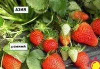 Саженцы клубники крупноплодной АЗИЯ в горшочках 0.4 л